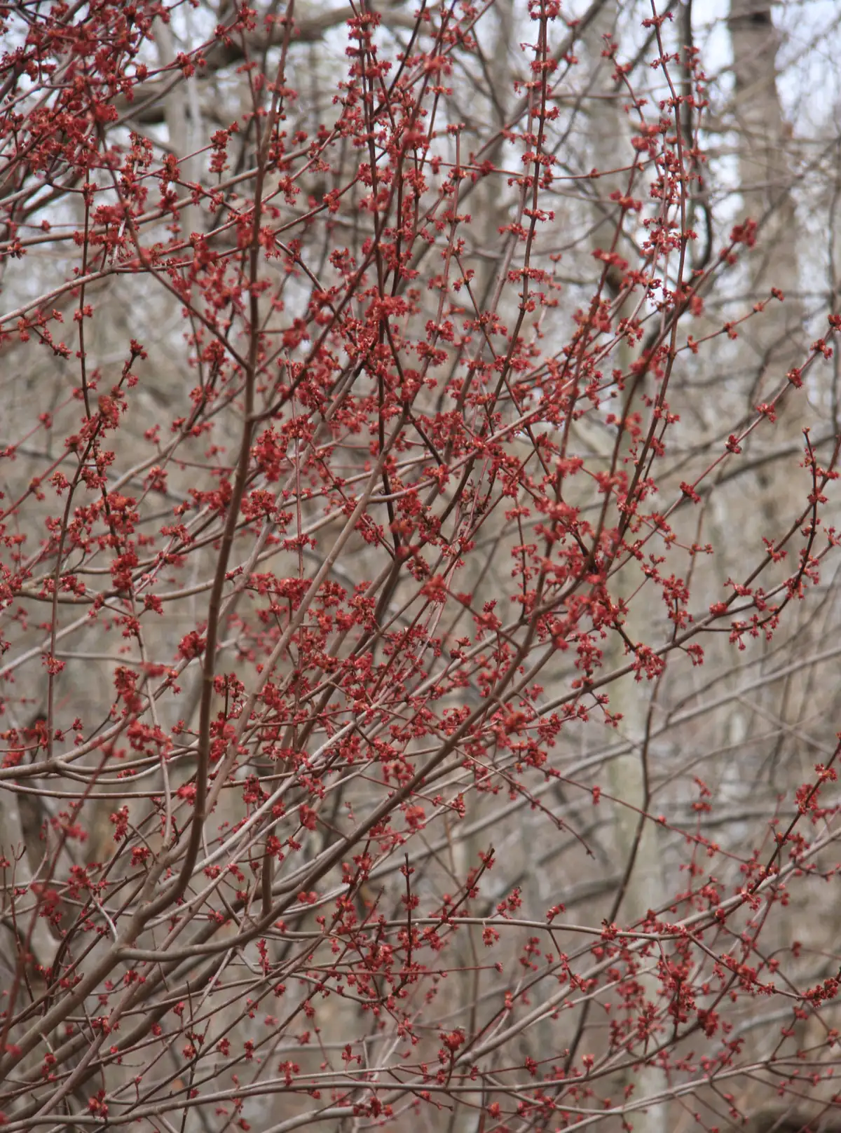 Leafless red maple branches covered with small clusters of red flowers against a gray winter woodland