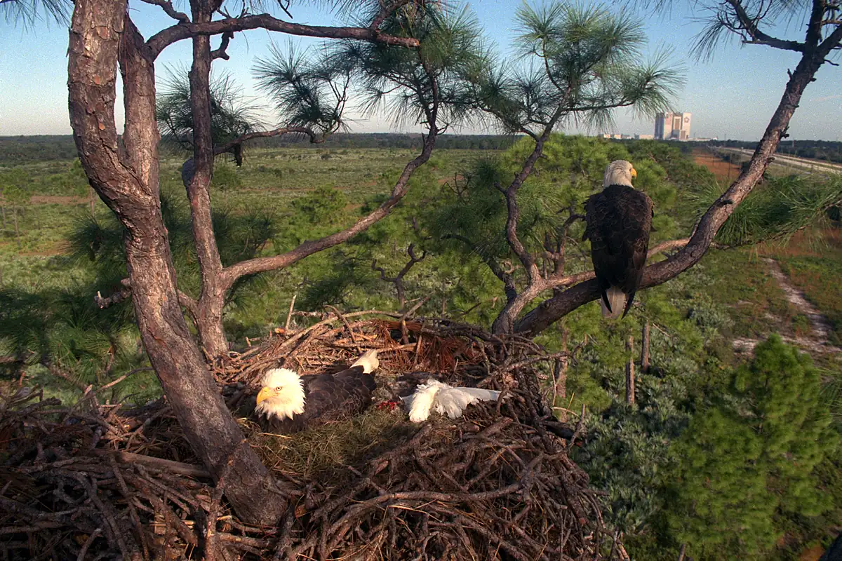 A bald eagle sitting in a large stick nest in a pine while its mate perches on a branch nearby