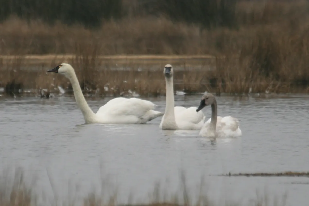 Three tundra swans, two white adults and a grayer young bird, swimming on a marsh pond backed by brown winter reeds