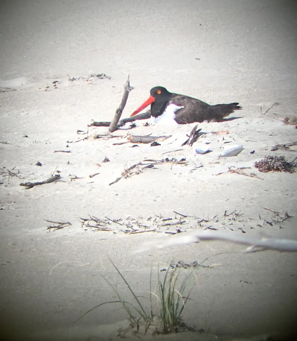 An American oystercatcher with a long red bill sitting on a nest scrape in pale sand scattered with driftwood