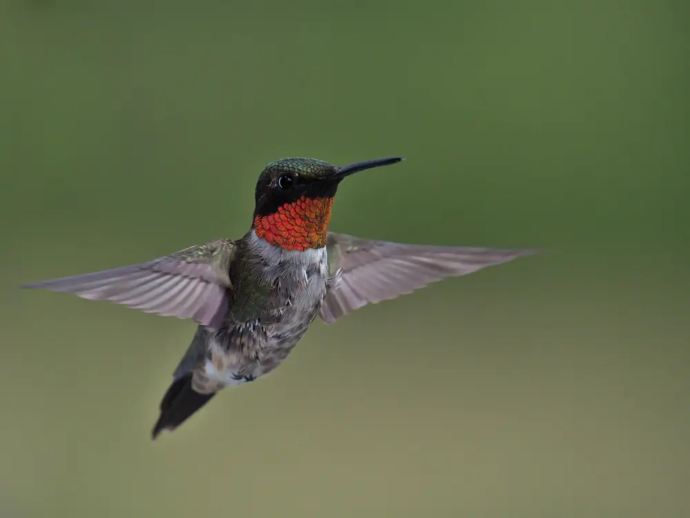 A male ruby-throated hummingbird hovering with wings spread, its bright red throat showing against a soft green background