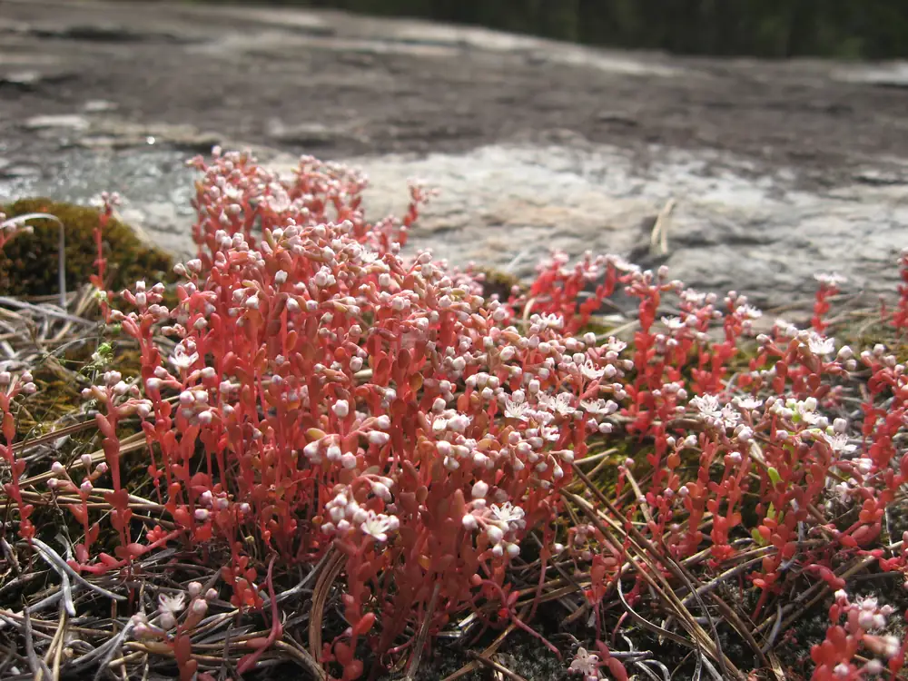 A mat of tiny red stems topped with small white flowers on bare granite beside a patch of moss