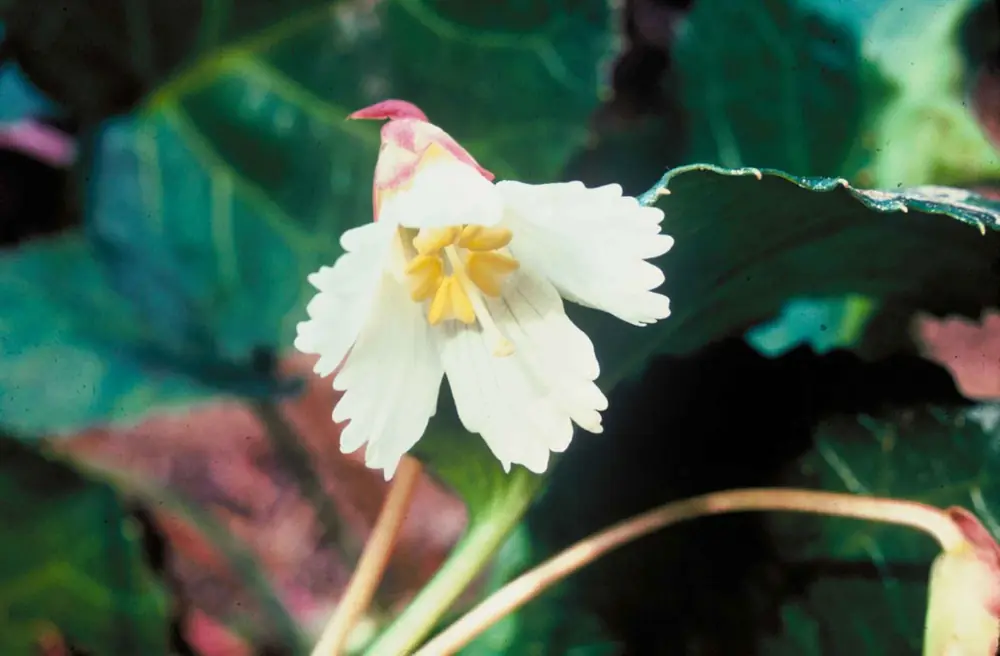 A single white Oconee bell flower with fringed petals and yellow stamens hanging above large, rounded green leaves