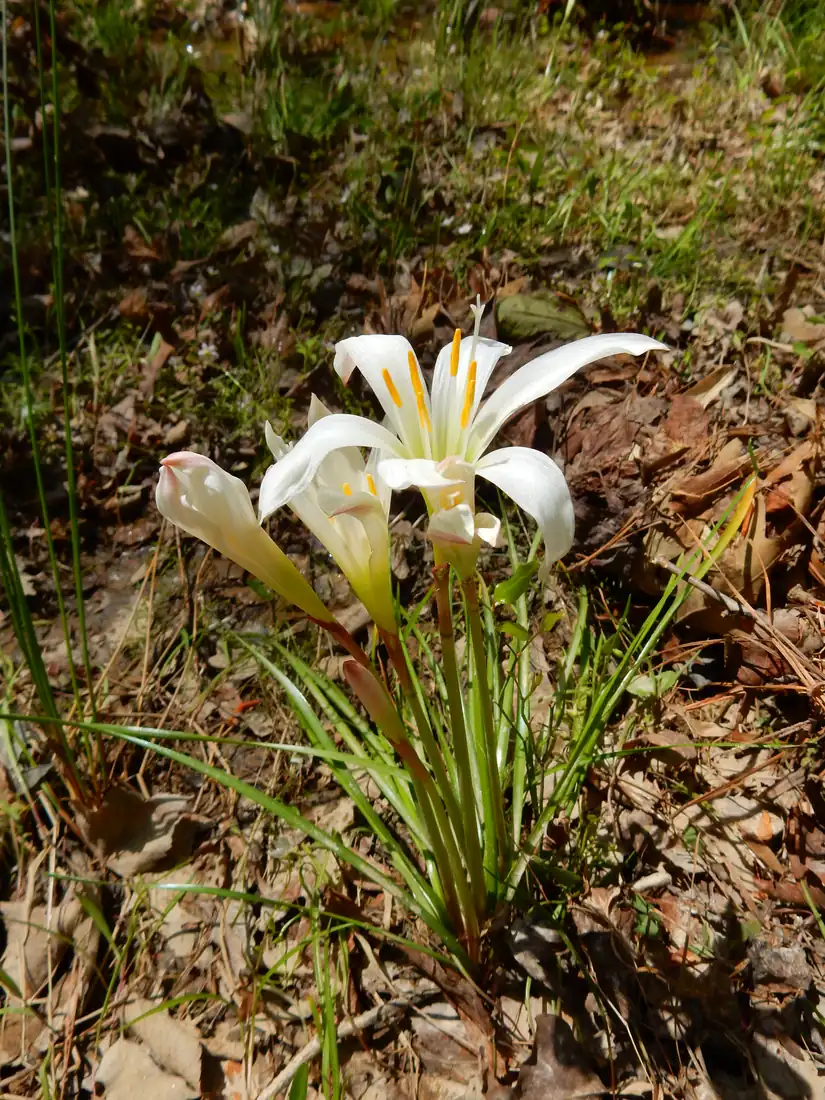 White atamasco lilies with yellow stamens rising from green blades among brown leaf litter