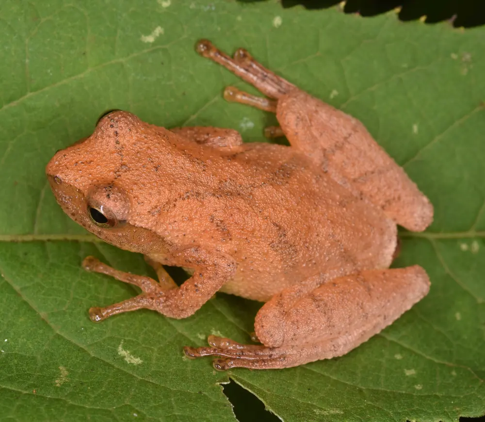 A small tan-orange spring peeper perched on a green leaf, seen from above