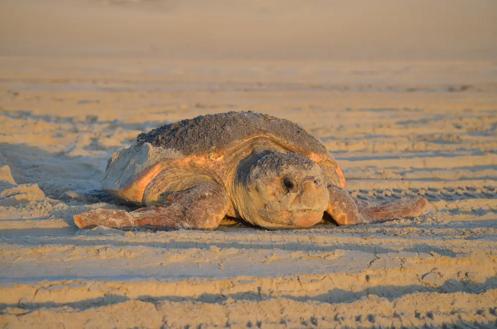 A loggerhead sea turtle crawling across wet sand toward the ocean after nesting on a beach