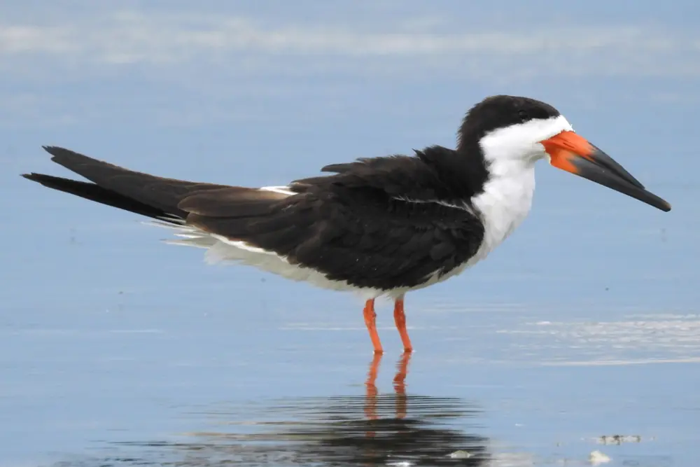 A black skimmer with a red and black bill standing in shallow water