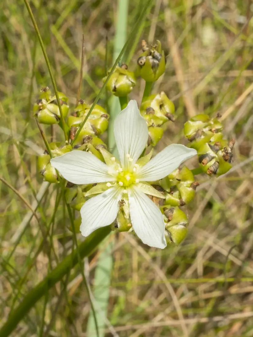 A white five-petaled Venus flytrap flower above round green seed pods in grass