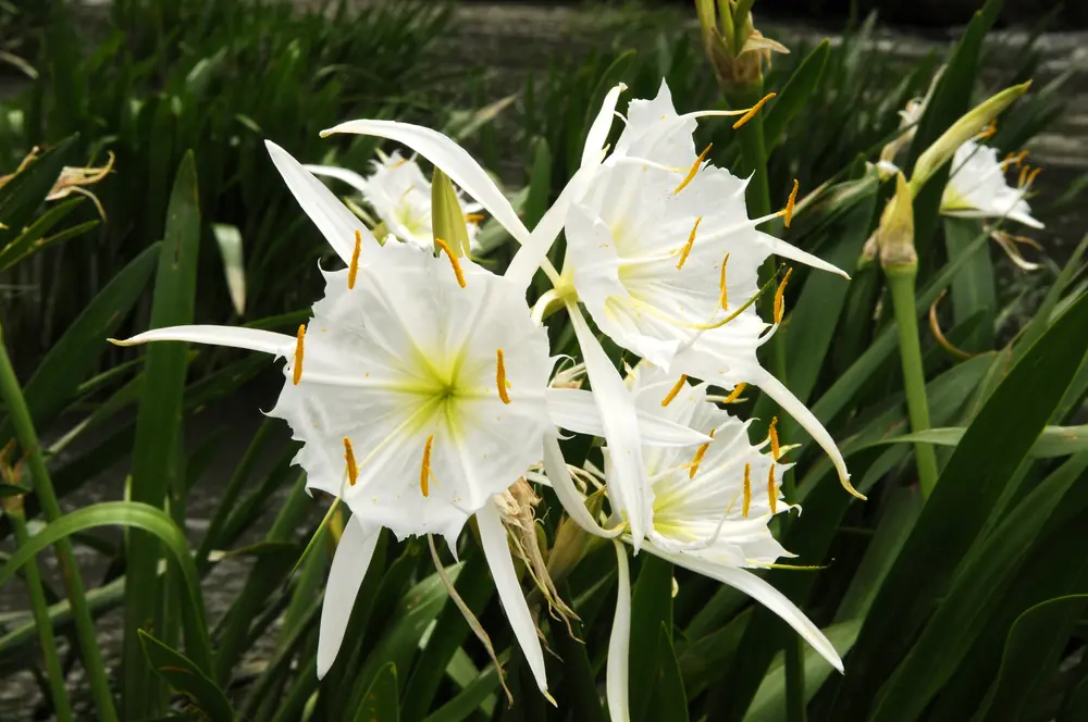 White spider lilies in bloom on rocks in a river with green foliage
