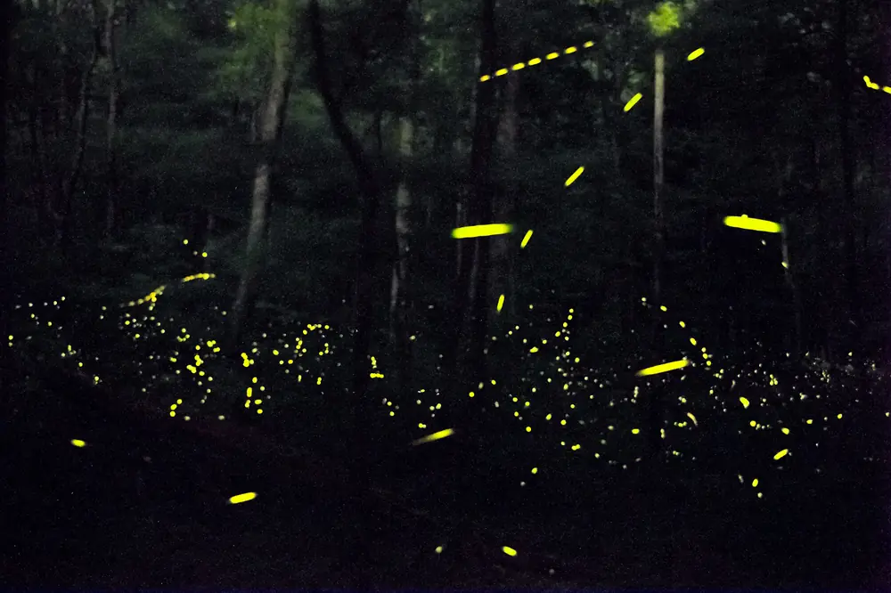 Many streaks of yellow-green firefly light among dark trees at night