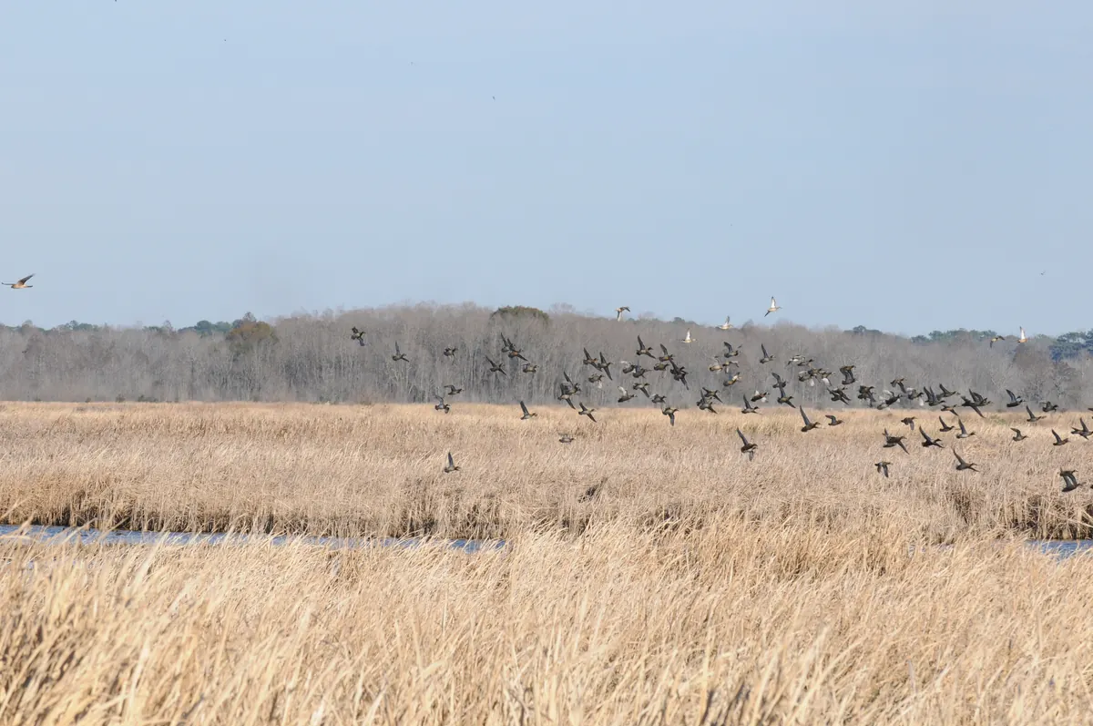 A flock of ducks rising low over a wide marsh of pale tan winter grass, with a line of bare gray trees behind under a clear sky.