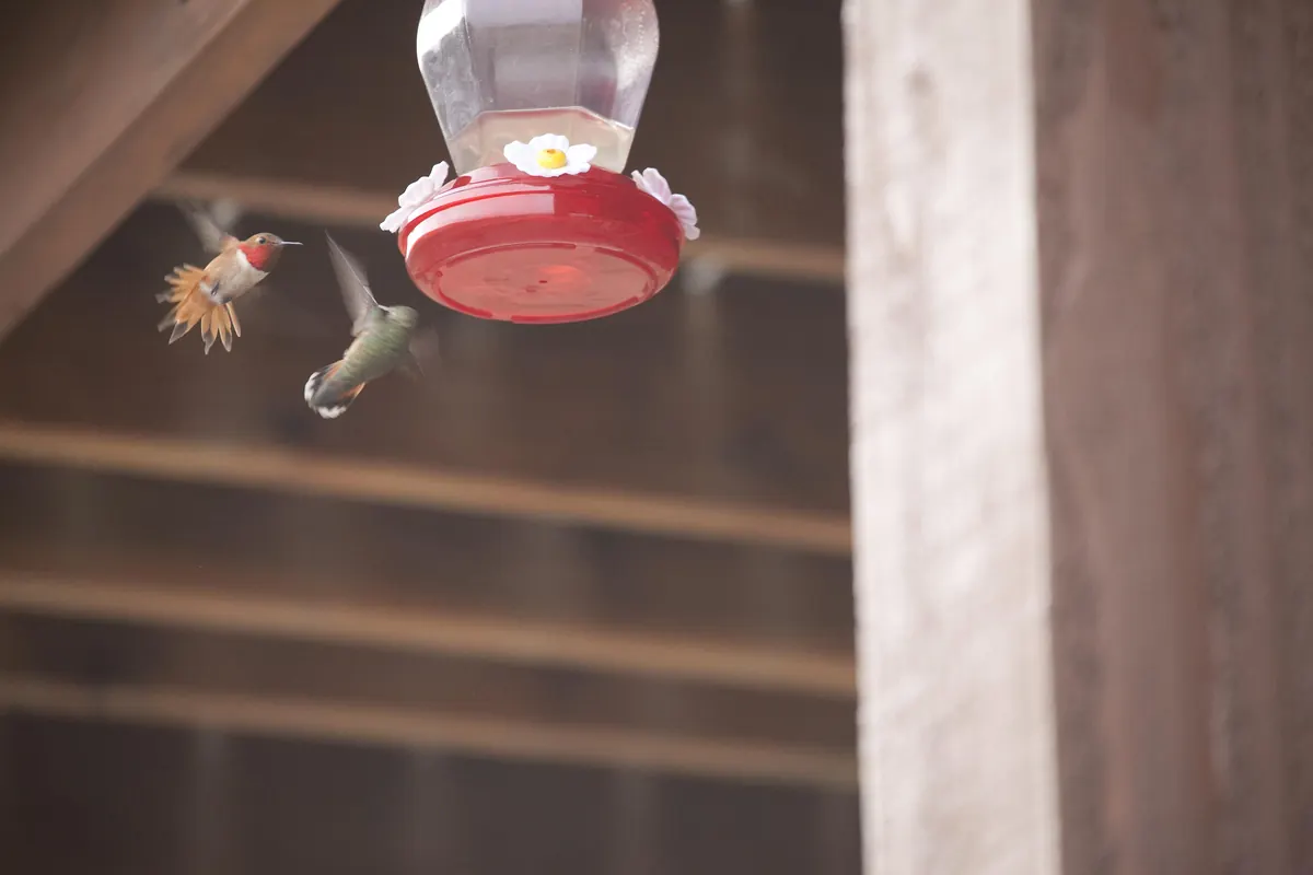 Two small hummingbirds, one bright orange male and one green female, hover and dart beside a red hanging nectar feeder under a wooden porch roof.