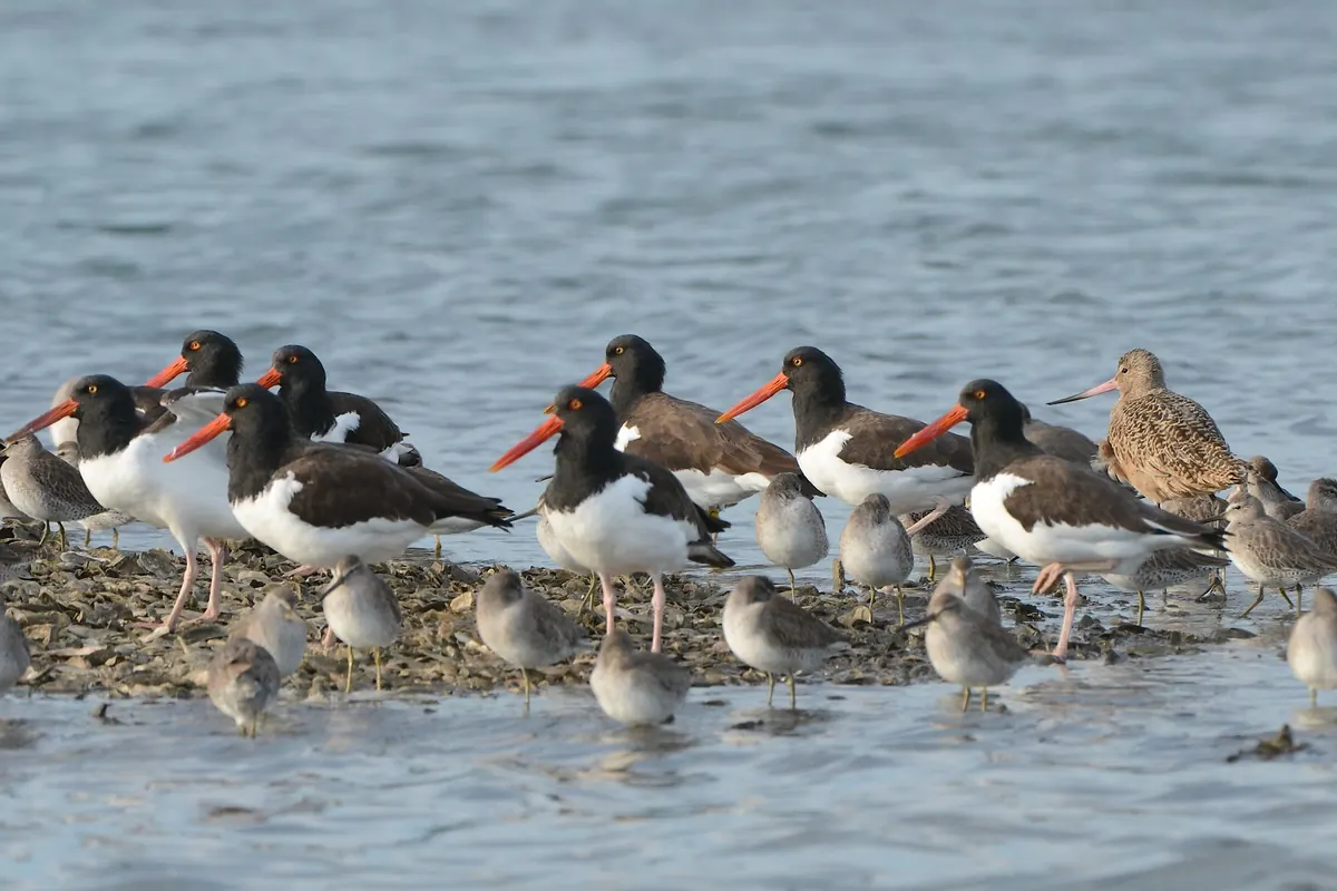 A mixed flock of shorebirds, including black-and-white oystercatchers with red bills and long-billed godwits, packed together on a marsh shore.