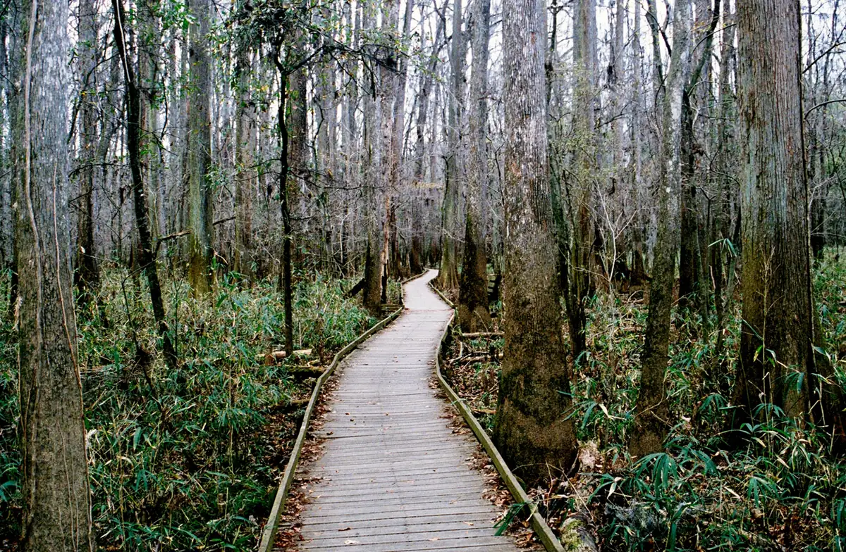 A wooden boardwalk winding through a green floodplain forest of tall trees and swampy ground.