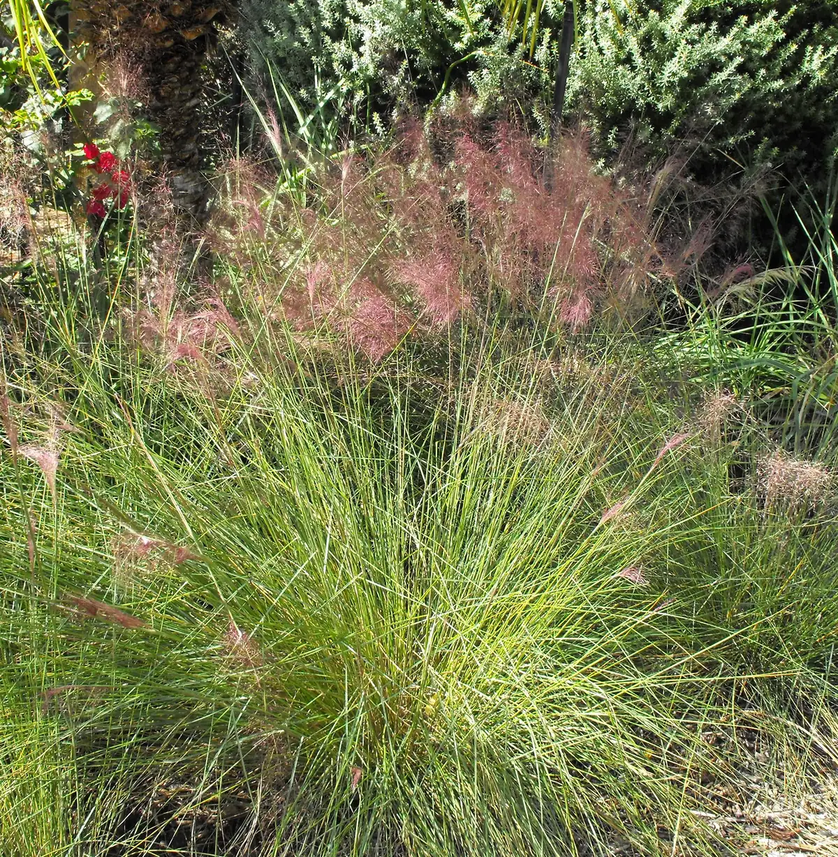 A clump of muhly grass topped with a soft, airy haze of pink flower heads.