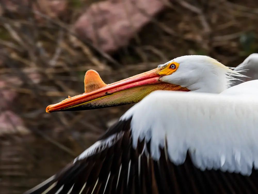 Close view of an American white pelican in flight with its orange bill and raised bump on the upper bill above a dark, reedy shoreline.