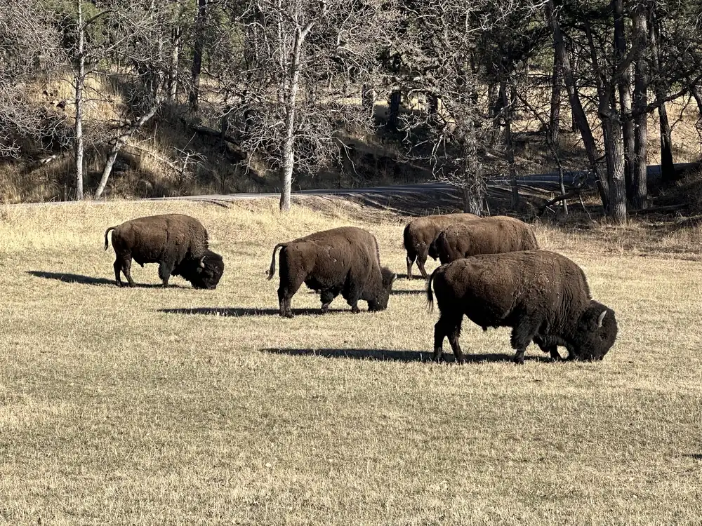 Four dark brown bison graze on short, dry, tan spring grass beside bare trees and a pine slope, with a road behind them.