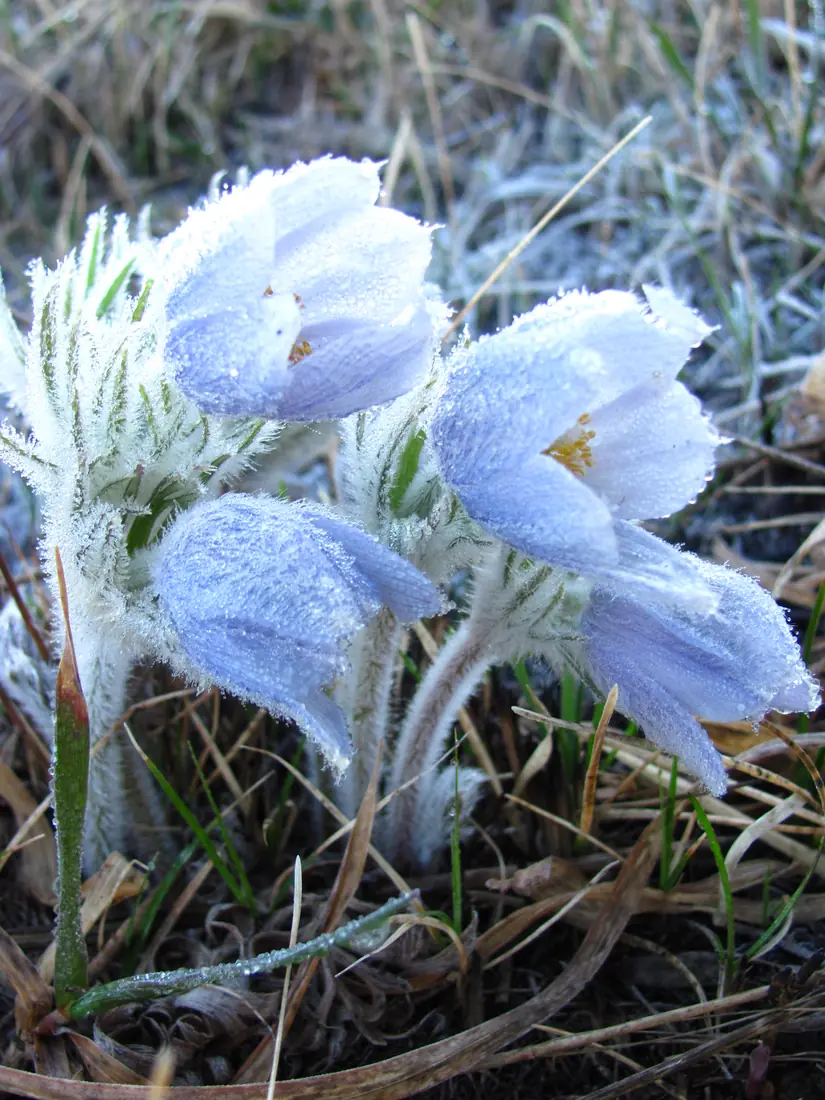 Pale blue-lavender pasque flowers and fuzzy stems coated in frost among dry grass blades at dawn.