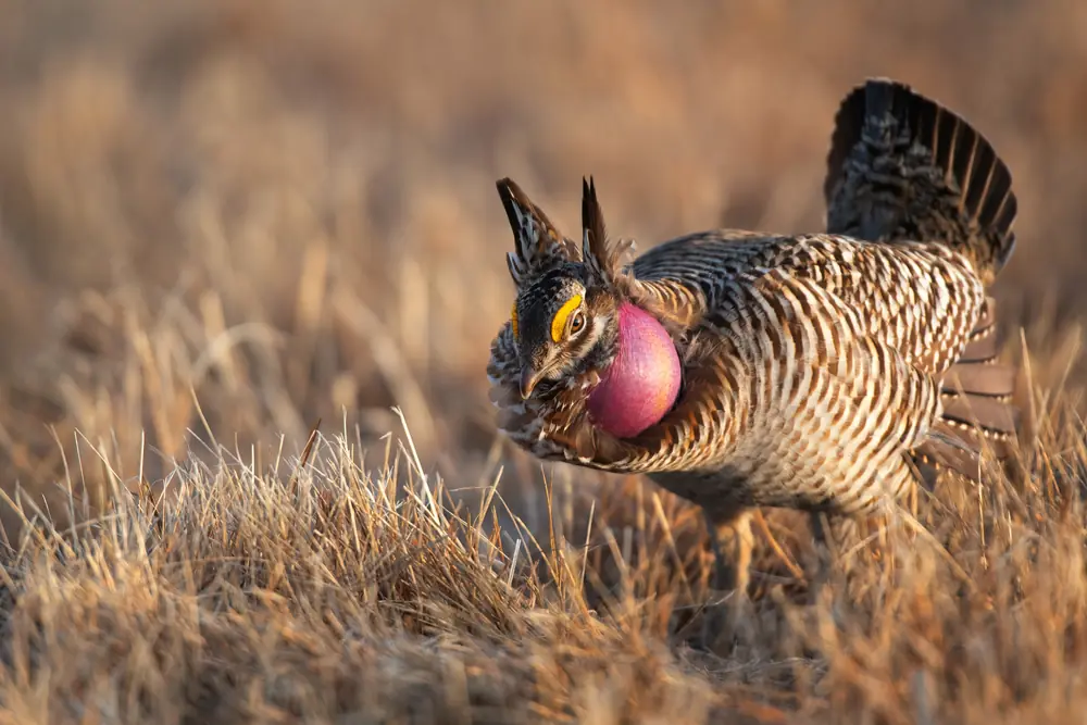 A male greater prairie-chicken stands in dry golden grass at dawn with its orange neck sac inflated, ear-like feathers raised and tail fanned.