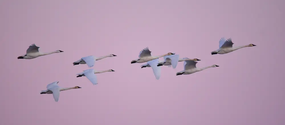 Seven white trumpeter swans fly in a loose line against a soft pink dusk sky with necks stretched forward.
