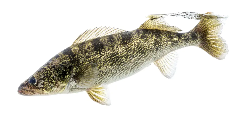 A walleye with a gold-flecked, dark-barred body and large glassy eye is shown against a plain white background.