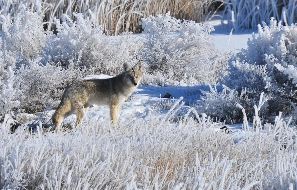 A coyote stands in snow among grasses and shrubs thickly coated in white hoar frost.