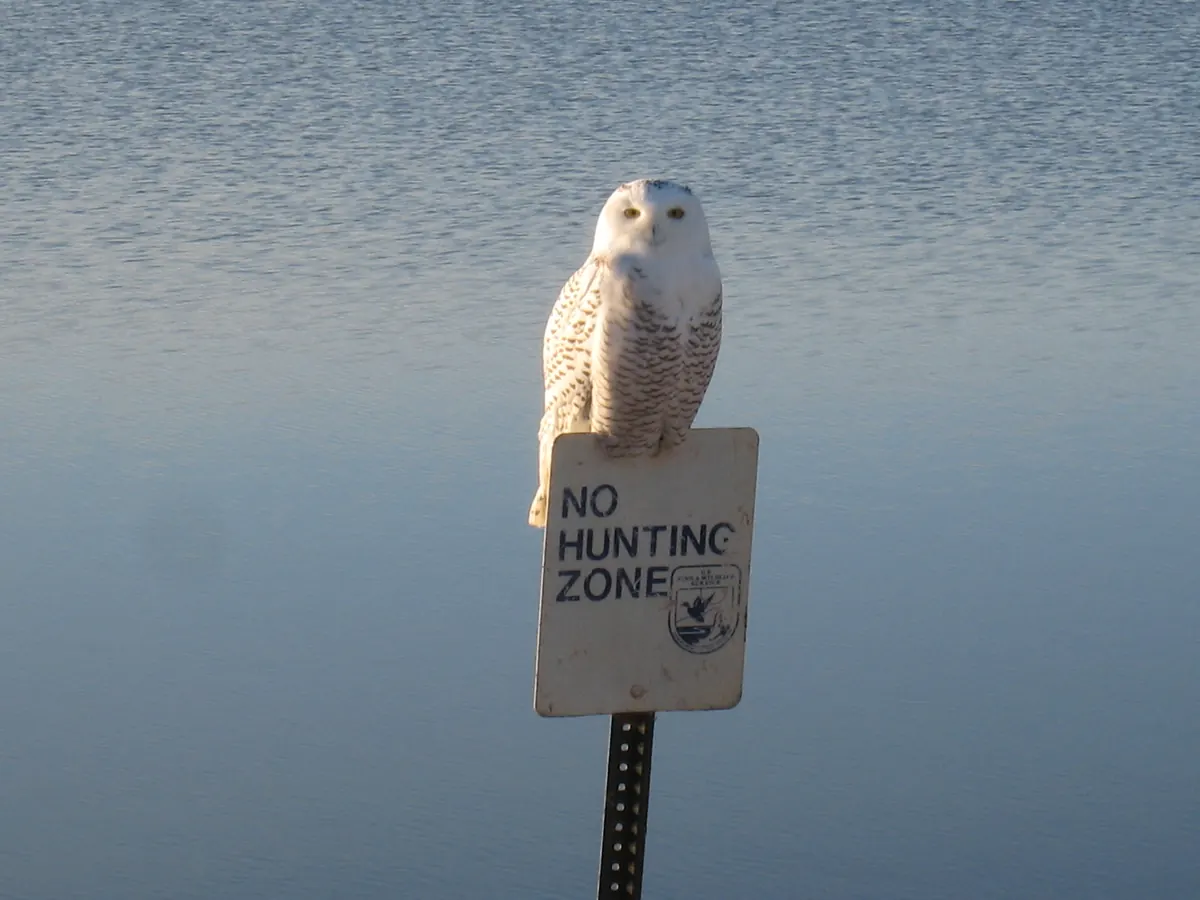 A white snowy owl with dark barring perches on top of a small refuge boundary sign in front of calm gray water.