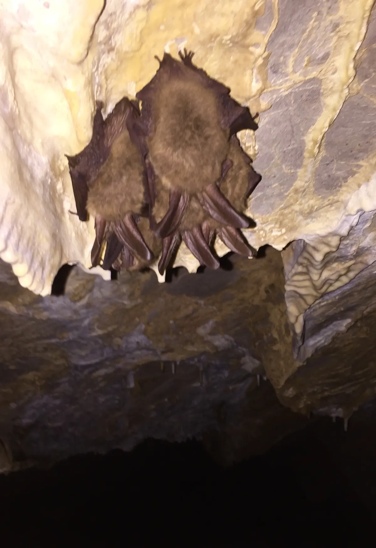 A small cluster of brown bats with long ears hangs from the pale rock ceiling of a cave.