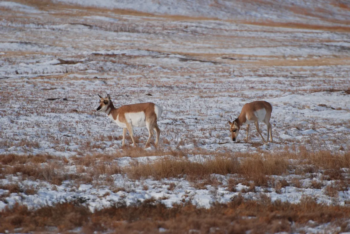 Two pronghorn does graze on a snow-dusted prairie of tan grass, with a long white slope behind them.