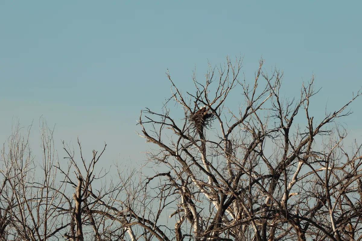 A dark eagle sits on a large stick nest high in the bare crown of a leafless cottonwood against a pale blue sky.