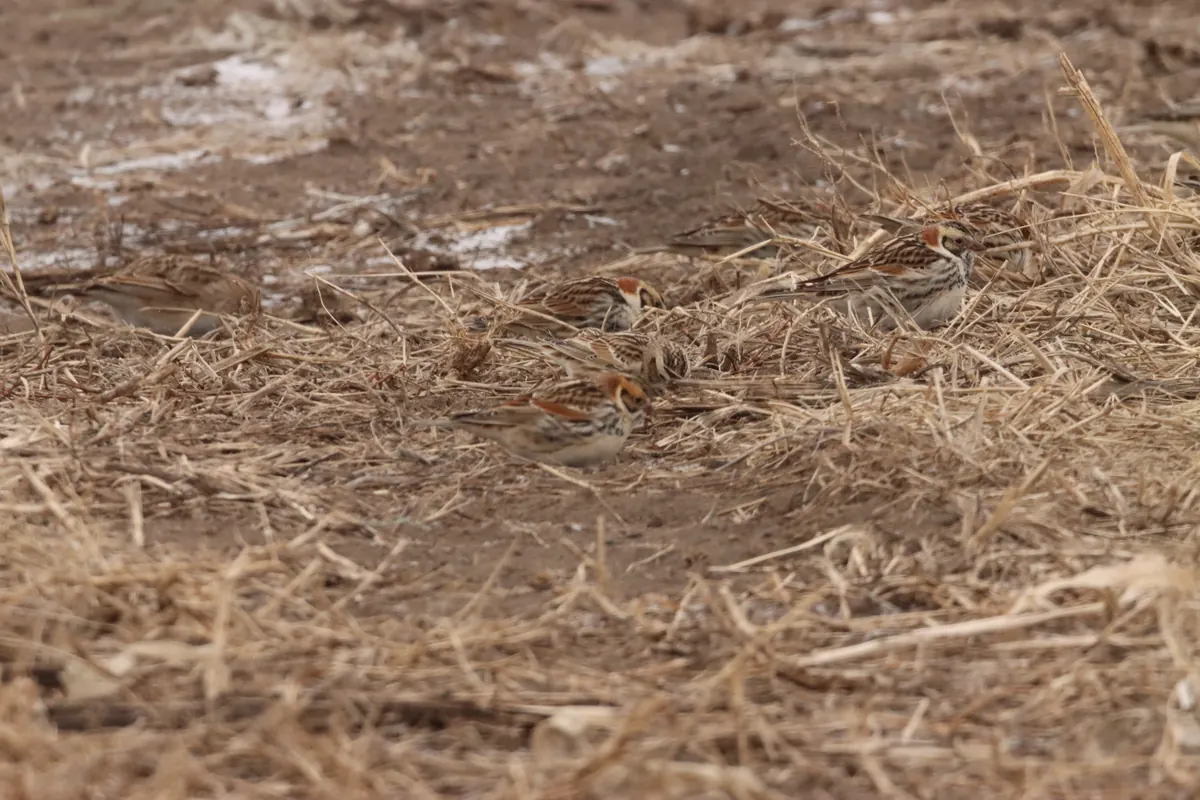 Several streaky brown sparrow-sized birds with rusty wing patches feed among dry crop stubble on bare, partly frozen ground.