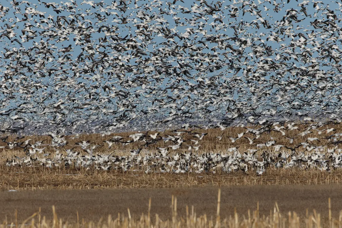 Thousands of white snow geese and darker blue-morph geese lift off from a pale, harvested cornfield under a blue sky.