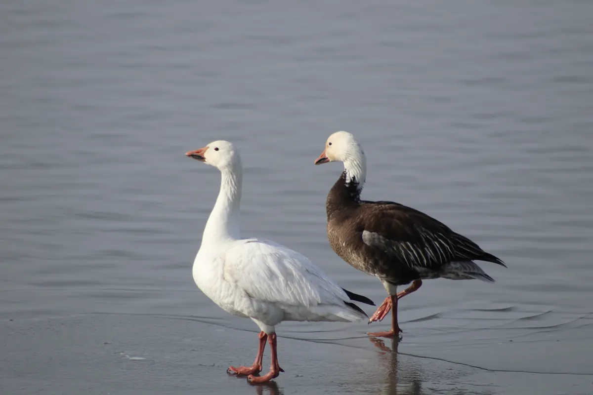 A white snow goose and a dark-bodied blue-morph snow goose with a white head walk across thin ice at the edge of open water.
