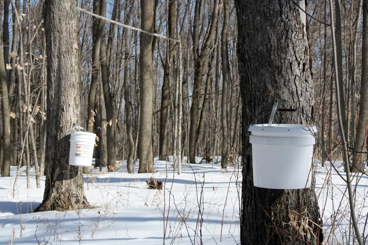 White plastic buckets hang from spouts on two gray-barked trees in a snowy, leafless woodland.