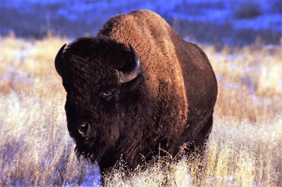 A large bison bull with a thick brown winter coat walks toward the camera through pale, frosted prairie grass, with snowy ground behind.