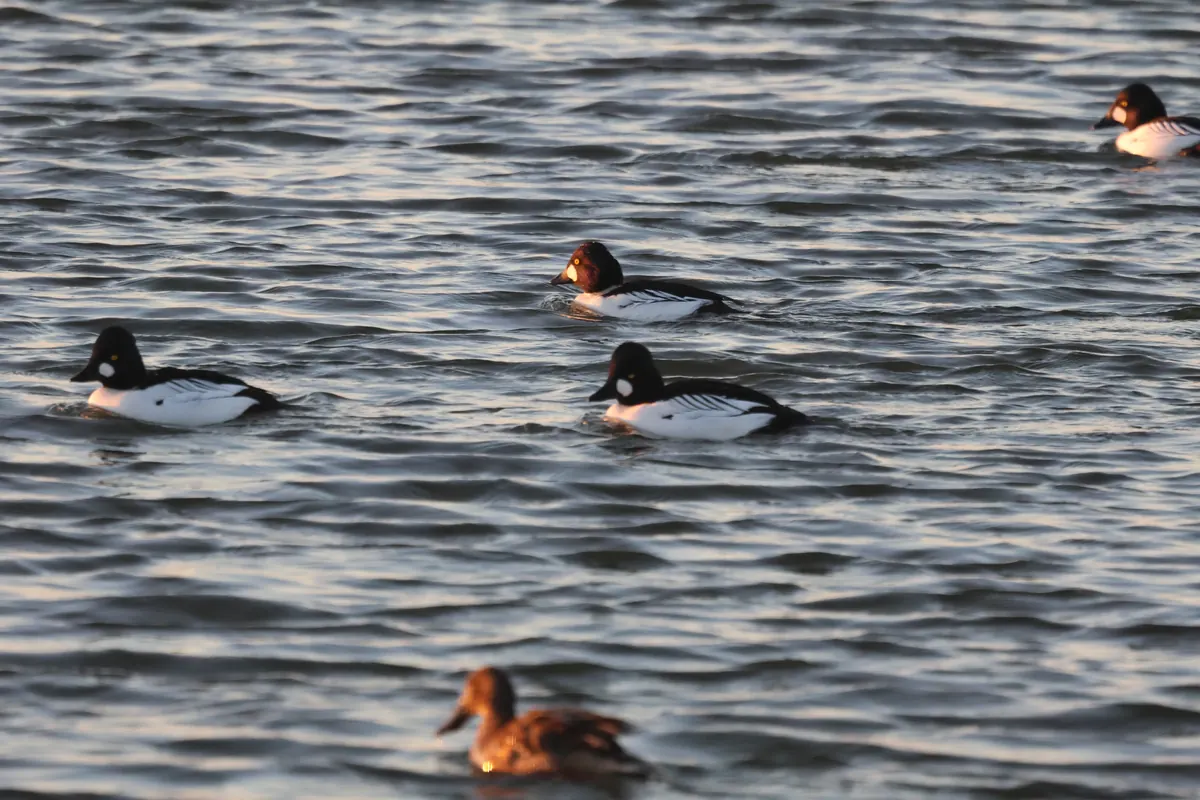 Several black-and-white male common goldeneyes and a brown-headed female float on rippled gray water in low winter light.