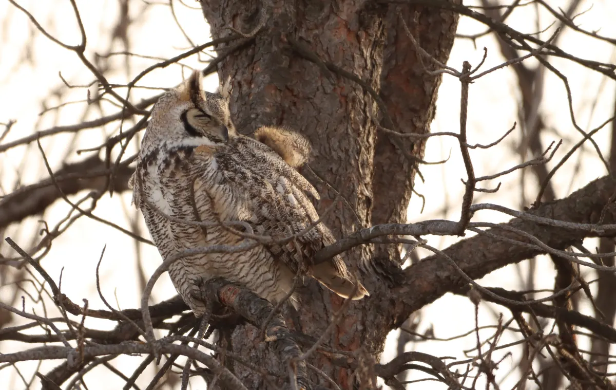A great horned owl with ear tufts and closed eyes dozes on a branch of a bare tree in the pale light of dusk.