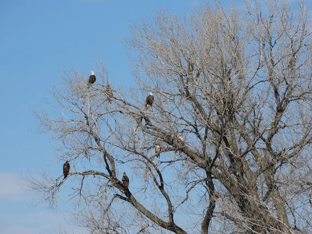 Several bald eagles, adults with white heads and dark young birds, perch on the bare branches of a large cottonwood against a blue sky.