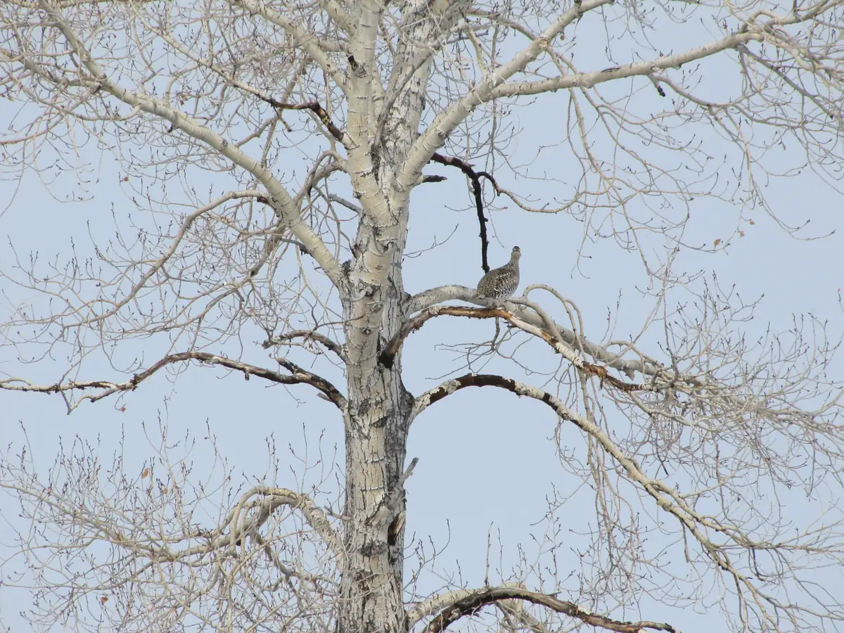 A sharp-tailed grouse perches high on a limb of a large leafless cottonwood against a pale blue sky.