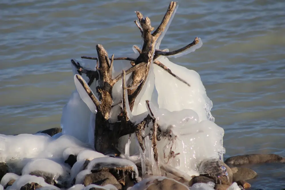 A driftwood snag encased in clear white ice on a rocky lakeshore beside open gray-blue water.