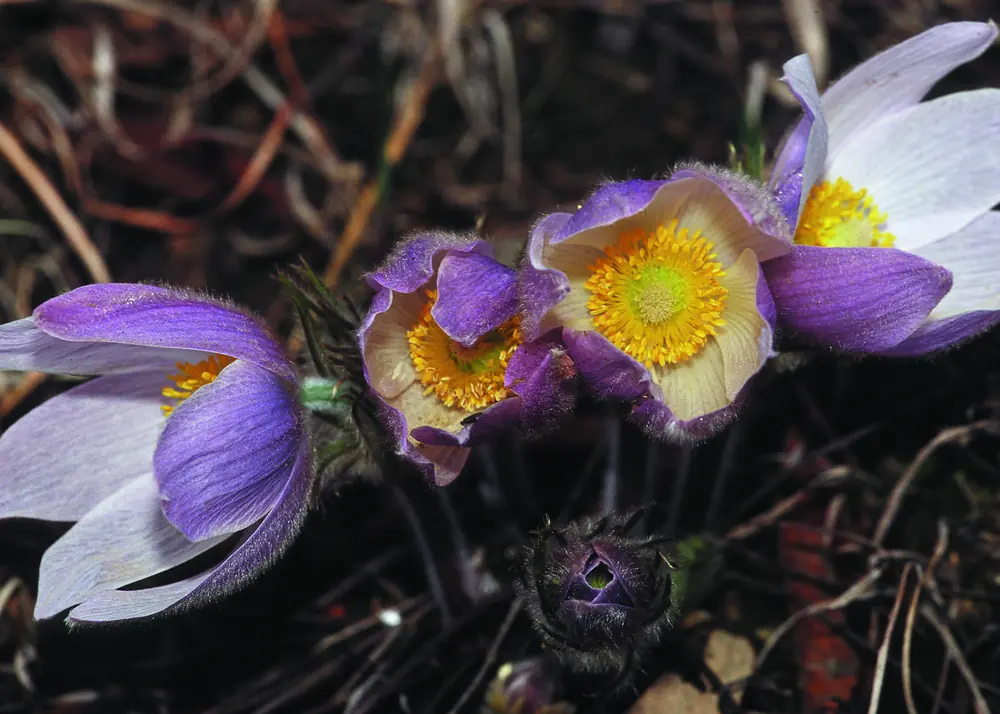 Three open lavender pasque flowers with yellow centers and a fuzzy unopened bud above brown grass stems.