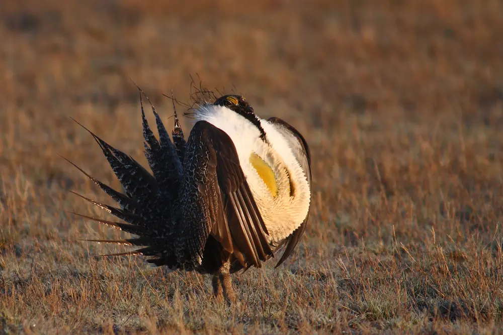 A male sage-grouse stands on dry prairie grass at sunrise with its white chest sac puffed out and its spiky tail feathers fanned.