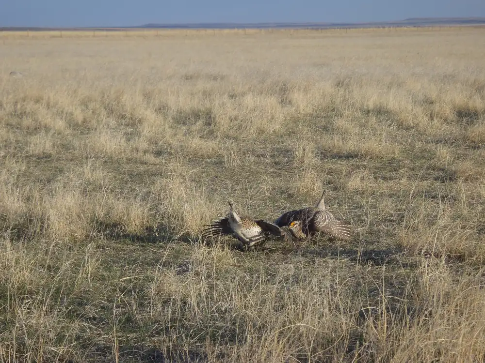 Two sharp-tailed grouse with wings spread and tails raised face each other on pale, dormant prairie grass.