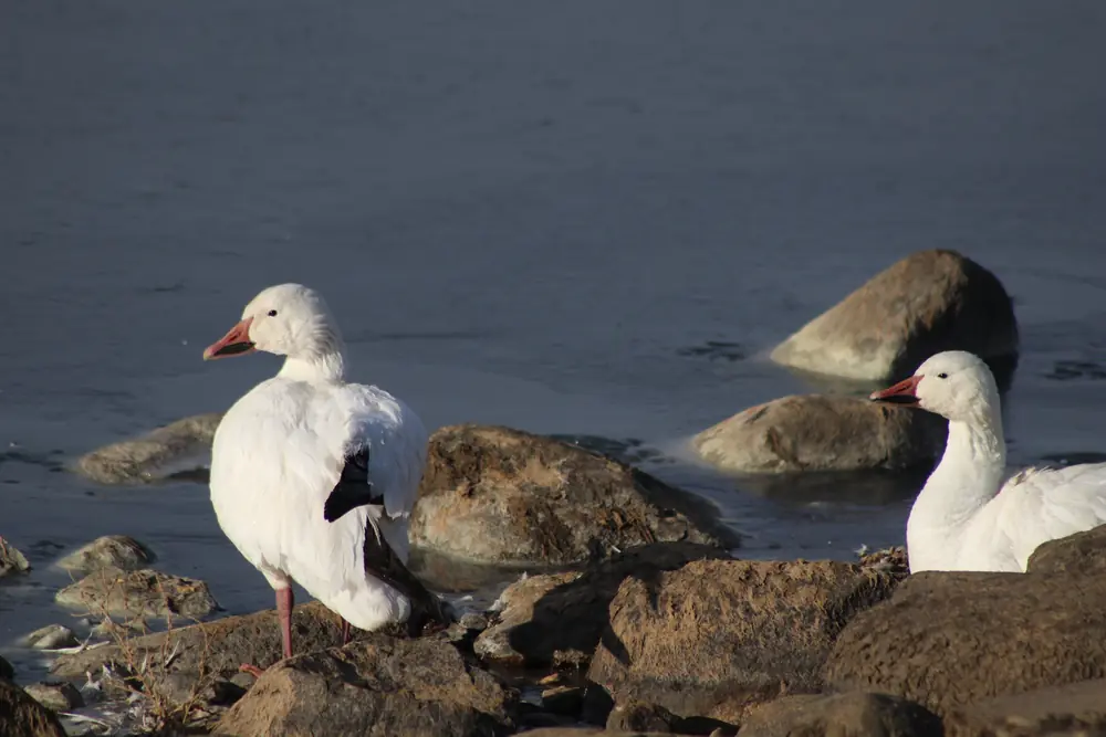 Two white snow geese with pink bills and black wingtips stand on shoreline rocks beside calm gray water.