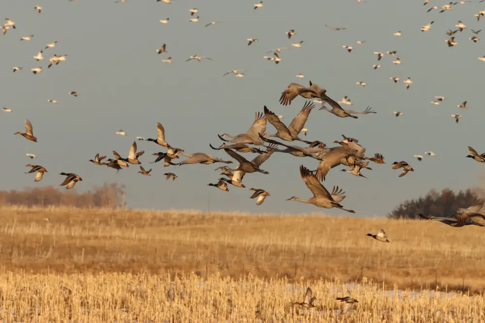 A dense flock of gray sandhill cranes, mallards and white snow geese in flight above golden corn stubble.
