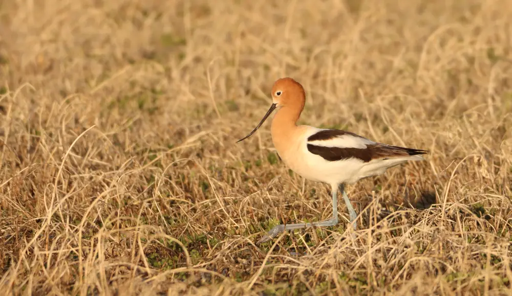 An American avocet with a rusty head and a long upturned bill wades through shallow water in a flooded pasture.