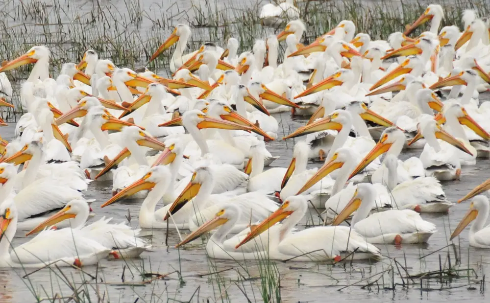 A tight group of American white pelicans with orange bills swims together on open water, driving fish toward the shallows.