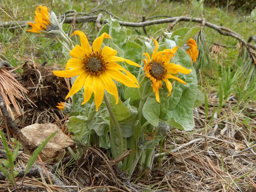 Bright yellow arrowleaf balsamroot flowers with large silvery leaves cover a hillside among pine trees.