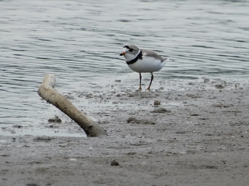 A small pale piping plover with a dark neckband and orange legs stands on a sandy, pebbly shoreline.