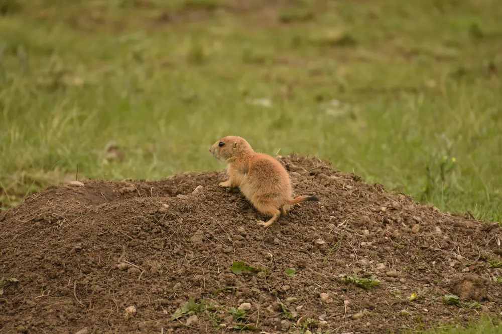 A tan prairie dog pup sits on a mound of bare brown soil in short green grass.